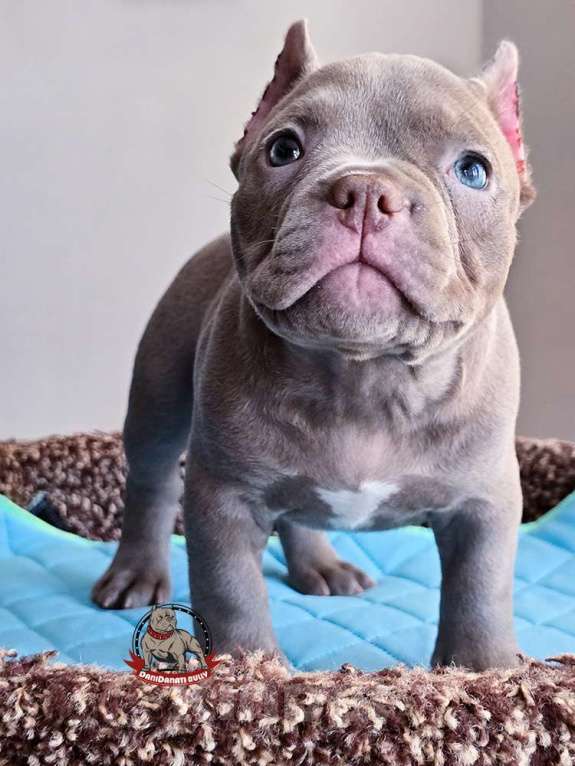 Собаки в Москве: Американский булли девочка Микро/Нано Девочка, 130 000 руб. - фото 3