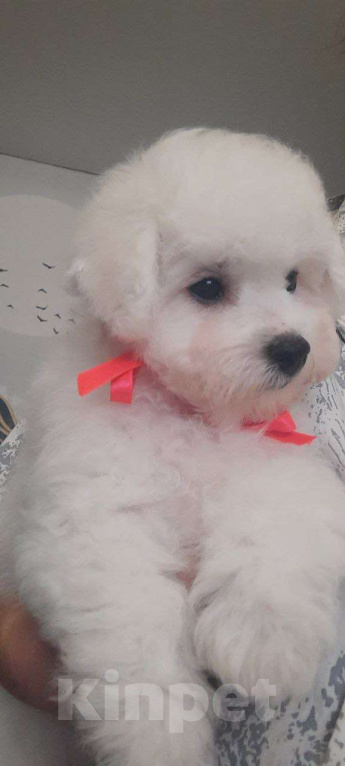 Собаки в других городах Московской области: Ваша маленькая радость: нежная девочка Бишон Фризе, 3.5 месяца, ждет объятий! Девочка, 150 000 руб. - фото 2