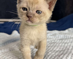 Кошки в Санкт-Петербурге: Котёнок Европейской бурмы Мальчик, 40 000 руб. - фото 4