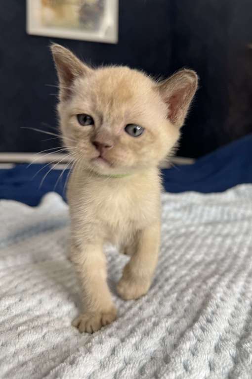 Кошки в Санкт-Петербурге: Котёнок Европейской бурмы Мальчик, 40 000 руб. - фото 4