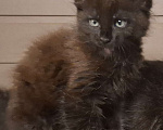 Кошки в Санкт-Петербурге: Мальчик мейн кун Мальчик, 65 000 руб. - фото 3