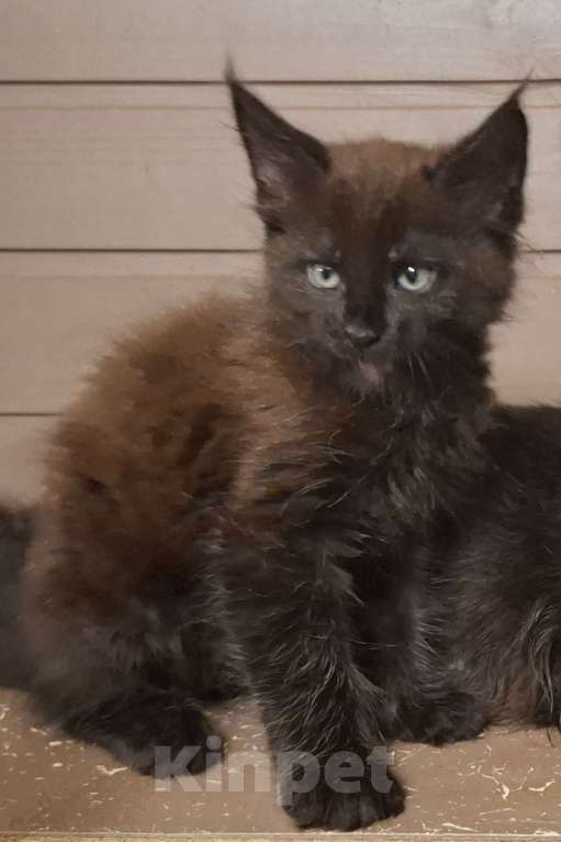 Кошки в Санкт-Петербурге: Мальчик мейн кун Мальчик, 65 000 руб. - фото 3