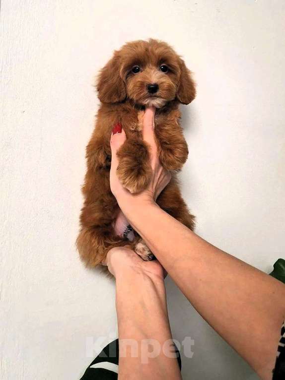 Собаки в Новосибирске: Щенки пуделя, мальтипу Разнополые, Бесплатно - фото 10