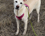 Собаки в Набережных Челнах: Молодая собака для души и совместных приключений Девочка, Бесплатно - фото 2