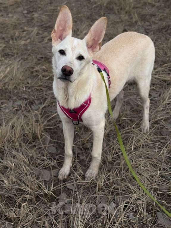 Собаки в Набережных Челнах: Молодая собака для души и совместных приключений Девочка, Бесплатно - фото 2