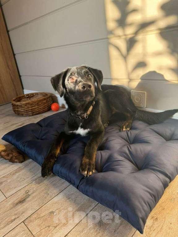 Собаки в Москве: Яша ищет маму Мальчик, Бесплатно - фото 3