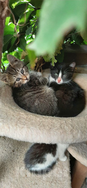 Кошки в Коломне: Пристраивается Девочка, Бесплатно - фото 1