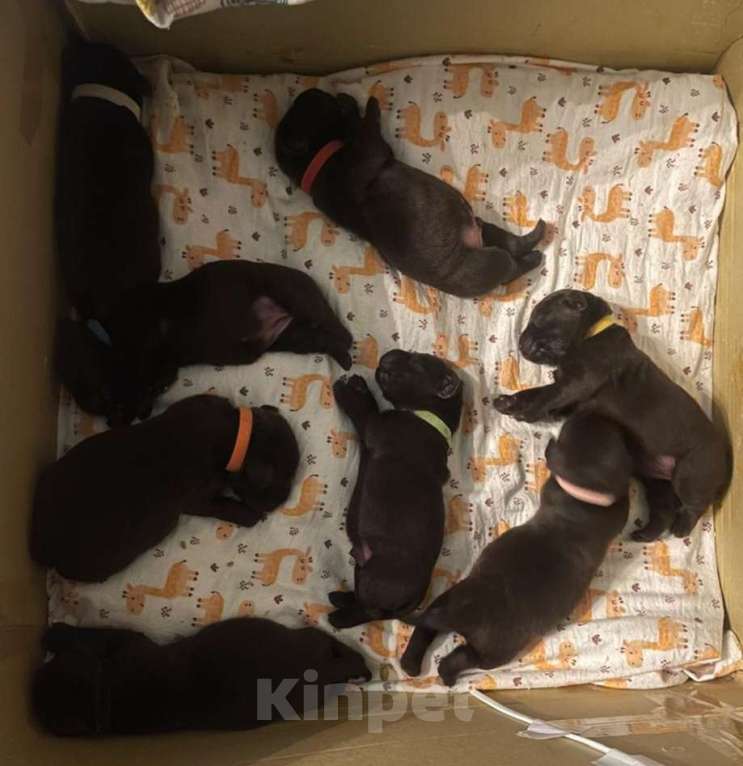 Собаки в других городах Московской области: Щенки шоколадного лабрадора ретривера Девочка, 30 000 руб. - фото 5