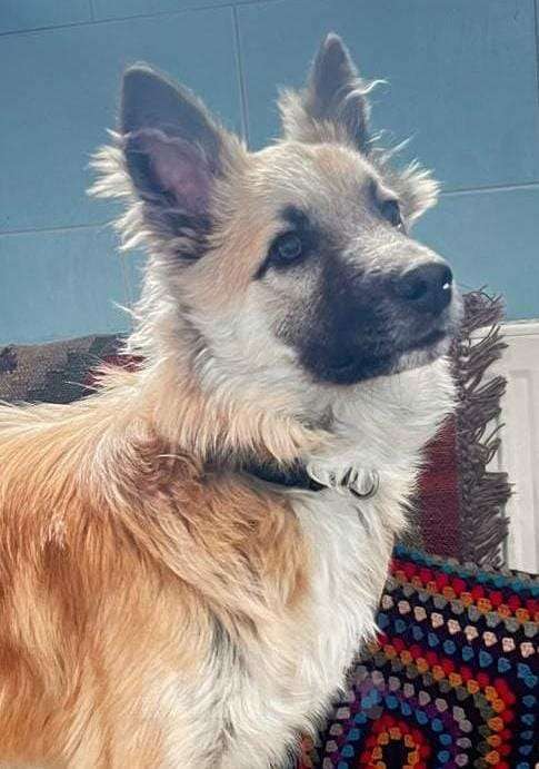 Собаки в Апрелевке: Собачий подросток, умничка и добряк Митька, 11 мес.  - в добрые руки Мальчик, 100 руб. - фото 1