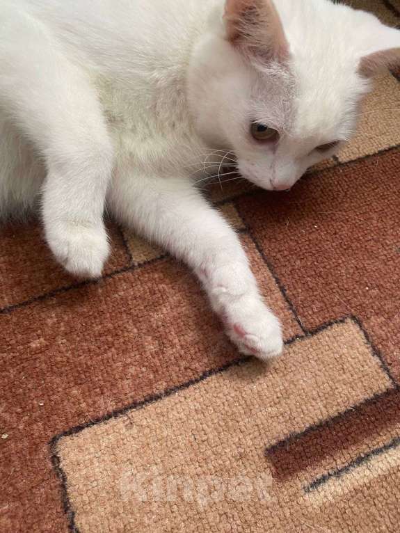 Кошки в Уфе: Белоснежная кошка в дар. Девочка, Бесплатно - фото 2