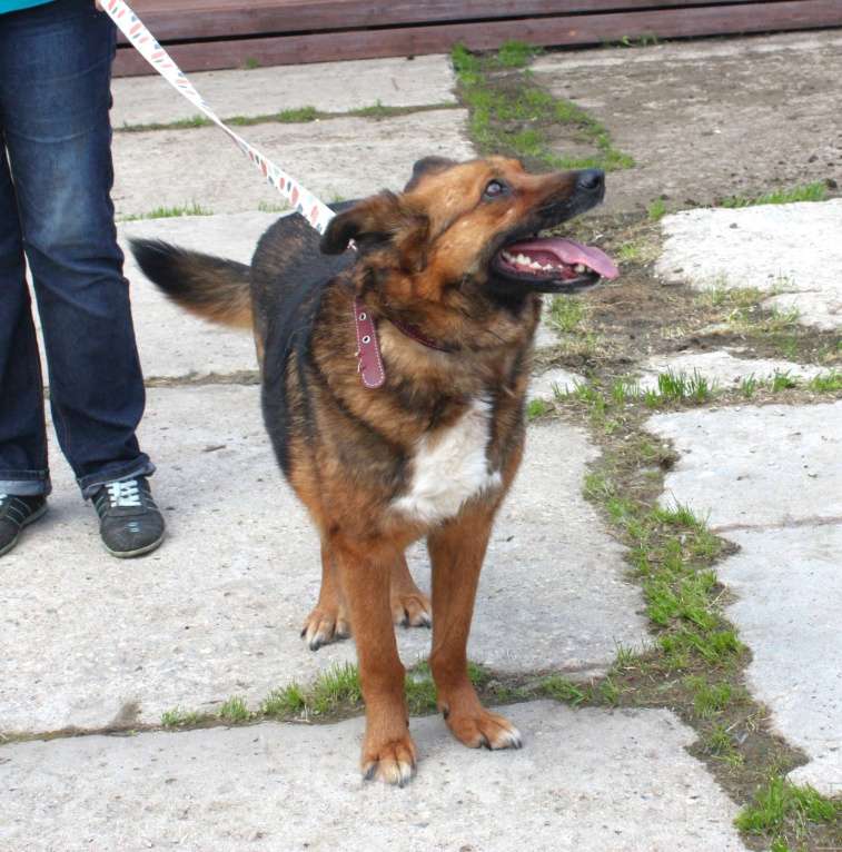 Собаки в Москве: Ищем человека на самую главную роль в жизни собаки - хозяина! Девочка, Бесплатно - фото 9