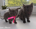 Кошки в Москве: Котята породы Шартрез Девочка, 10 000 руб. - фото 4