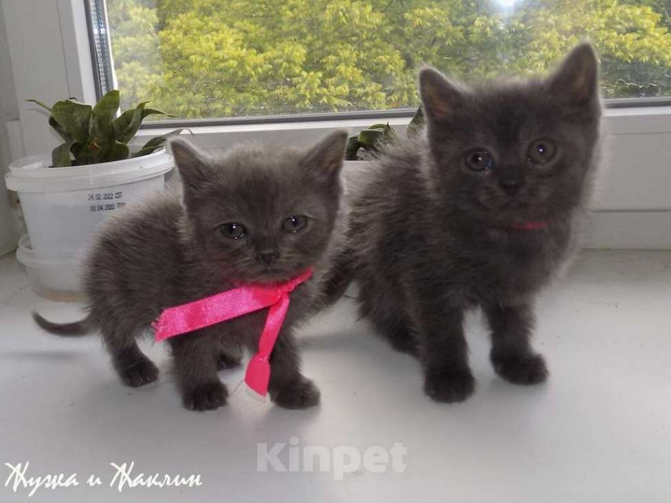 Кошки в Москве: Котята породы Шартрез Девочка, 10 000 руб. - фото 4