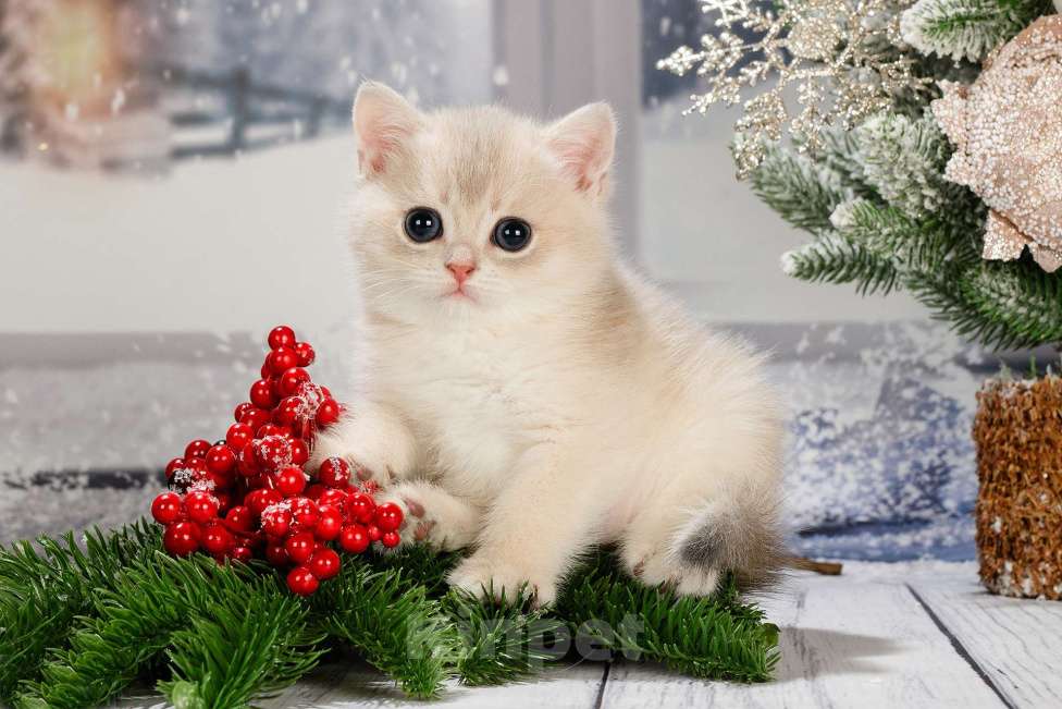 Кошки в Москве: Британские Новогодние котята. Мальчики и девочки. Мальчик, Бесплатно - фото 4