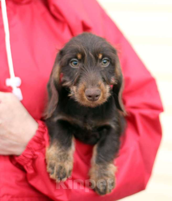 Собаки в Москве: Жесткошерстная такса Мальчик, 45 000 руб. - фото 4