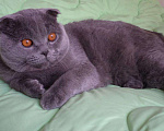Кошки в Шадринске: Вязка, 1 500 руб. - фото 1