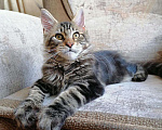 Кошки в Собинке: Бридовая кошка Мейн-кун из питомника, 35 000 руб. - фото 5