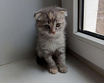 Кошки в Добрянке: Шотландская вислоухая девочка Девочка, 3 000 руб. - фото 3