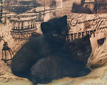 Кошки в Гатчине: Котята девочки темненькие метисы. Девочка, Бесплатно - фото 2
