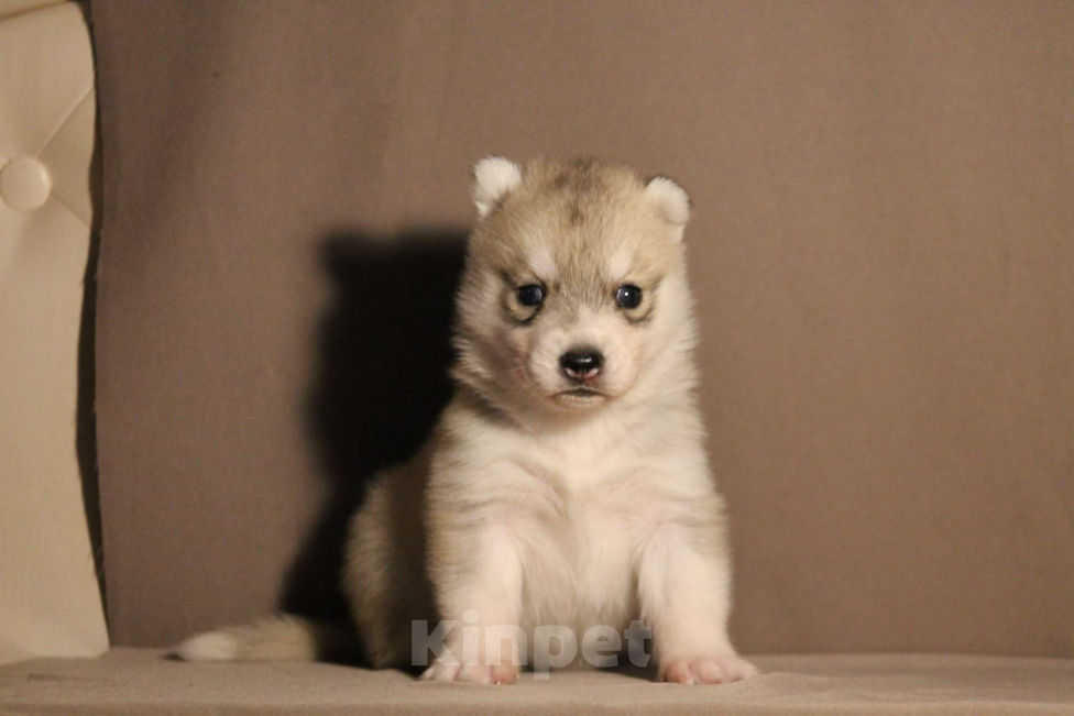 Собаки в Москве: Хаски девочка Девочка, 1 000 руб. - фото 1