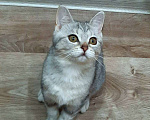 Кошки в Оренбурге: Отдам котят Девочка, Бесплатно - фото 1