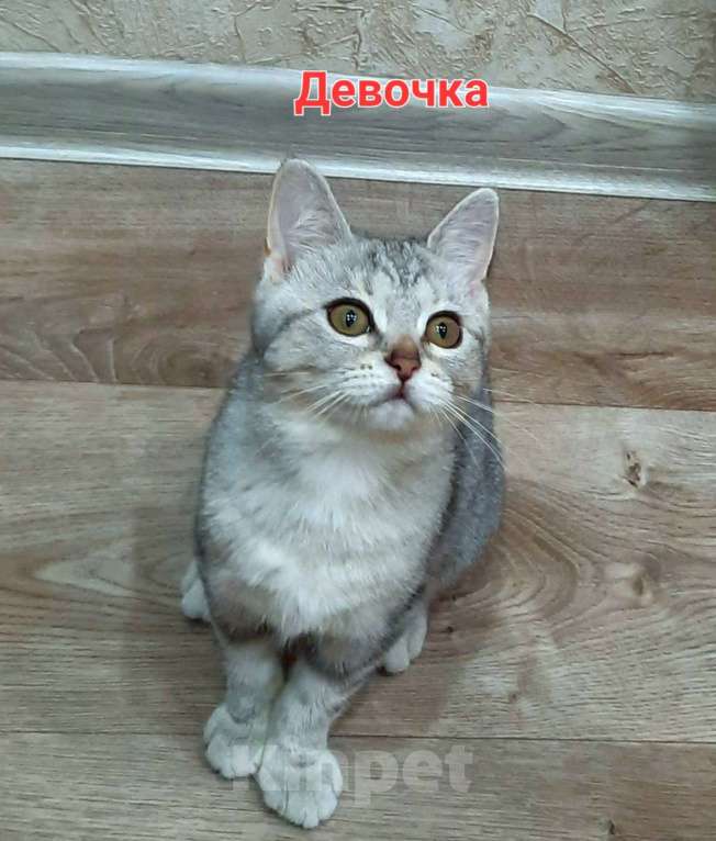 Кошки в Оренбурге: Отдам котят Девочка, Бесплатно - фото 1