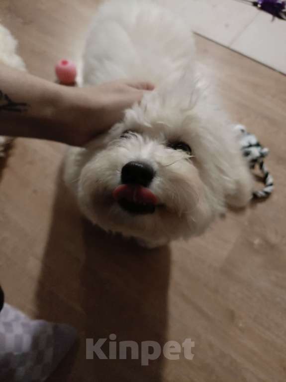 Собаки в Балашихе: Бишон фризе щенок Мальчик, 40 000 руб. - фото 5