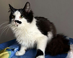 Кошки в Санкт-Петербурге: Ласковый, спокойный самый красивый котик Мальчик, 100 руб. - фото 6