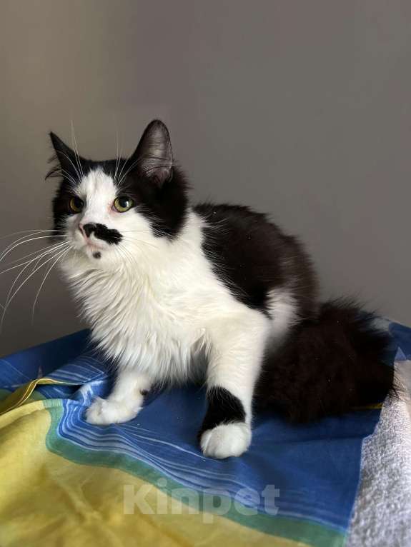 Кошки в Санкт-Петербурге: Ласковый, спокойный самый красивый котик Мальчик, 100 руб. - фото 6