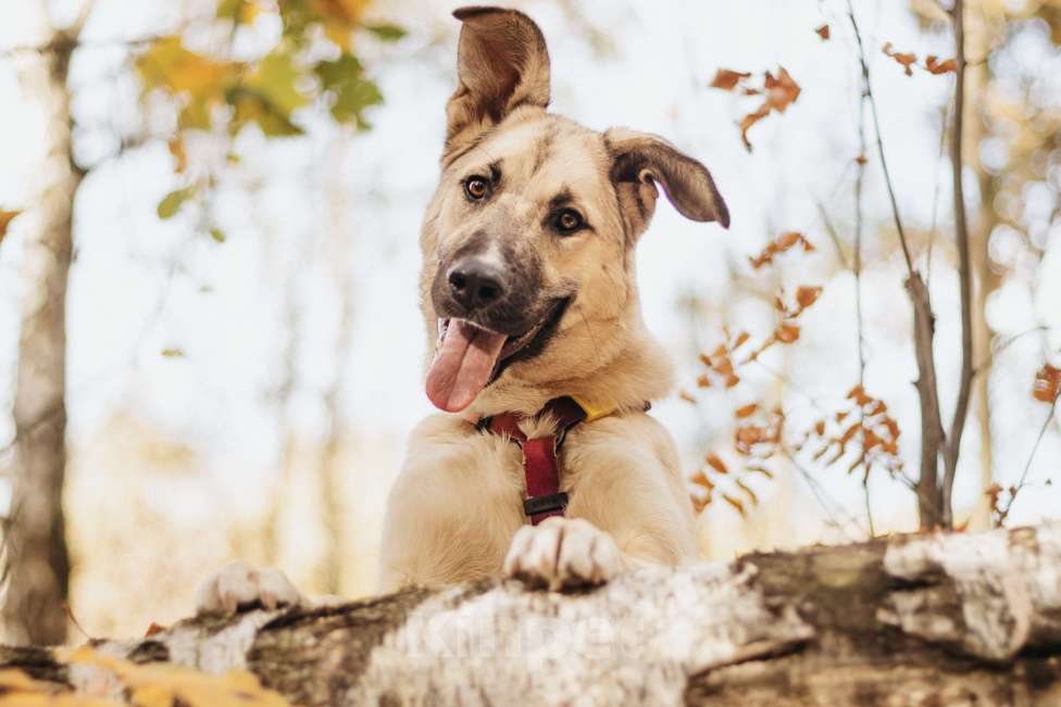 Собаки в Москве: Собака в добрые руки Девочка, Бесплатно - фото 1