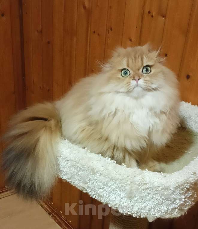 Кошки в Москве: Золотой мраморный хайленд котик Мальчик, 15 000 руб. - фото 1