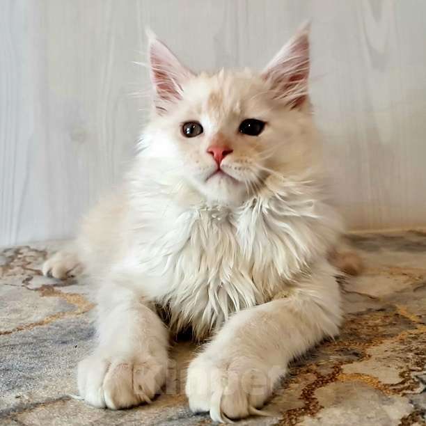 Кошки в других городах Ярославской области: Котята Мейн кун Мальчик, Бесплатно - фото 1