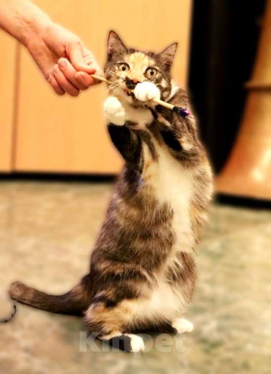 Кошки в Санкт-Петербурге: Кошечка Дарья очень ищет дом Девочка, Бесплатно - фото 2