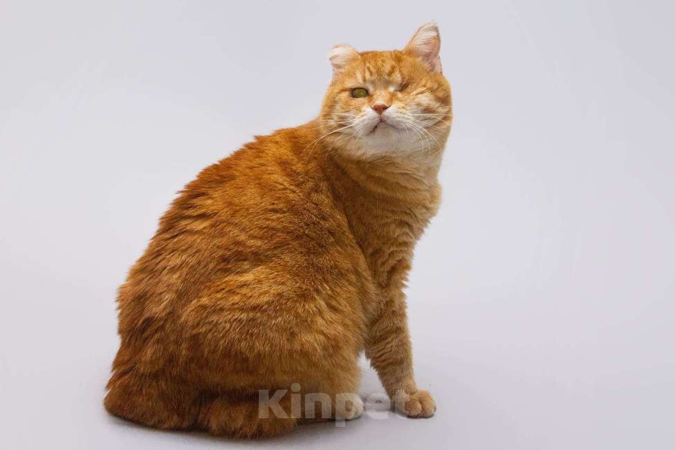 Кошки в Москве: Кошечка Наташа ищет дом. Девочка, Бесплатно - фото 1