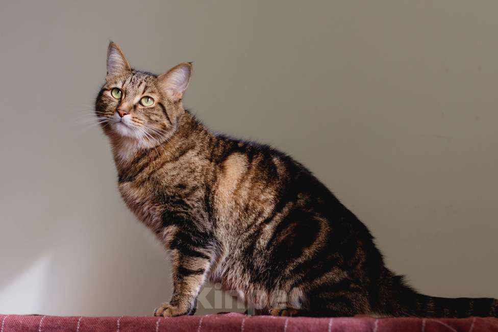 Кошки в Москве: Шикарный мраморный кот в добрые руки Мальчик, Бесплатно - фото 4