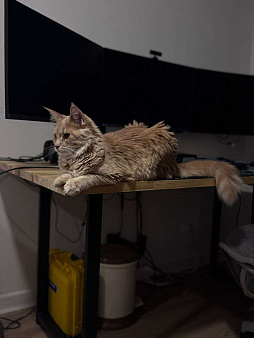 Мейн-Кун "Камелия"