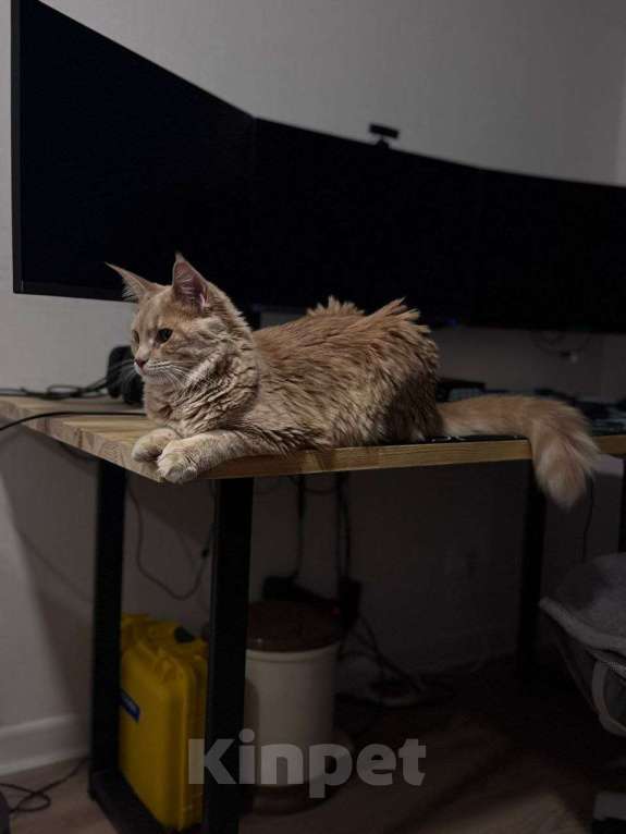 Кошки в Москве: Мейн-Кун "Камелия" Девочка, 45 000 руб. - фото 1