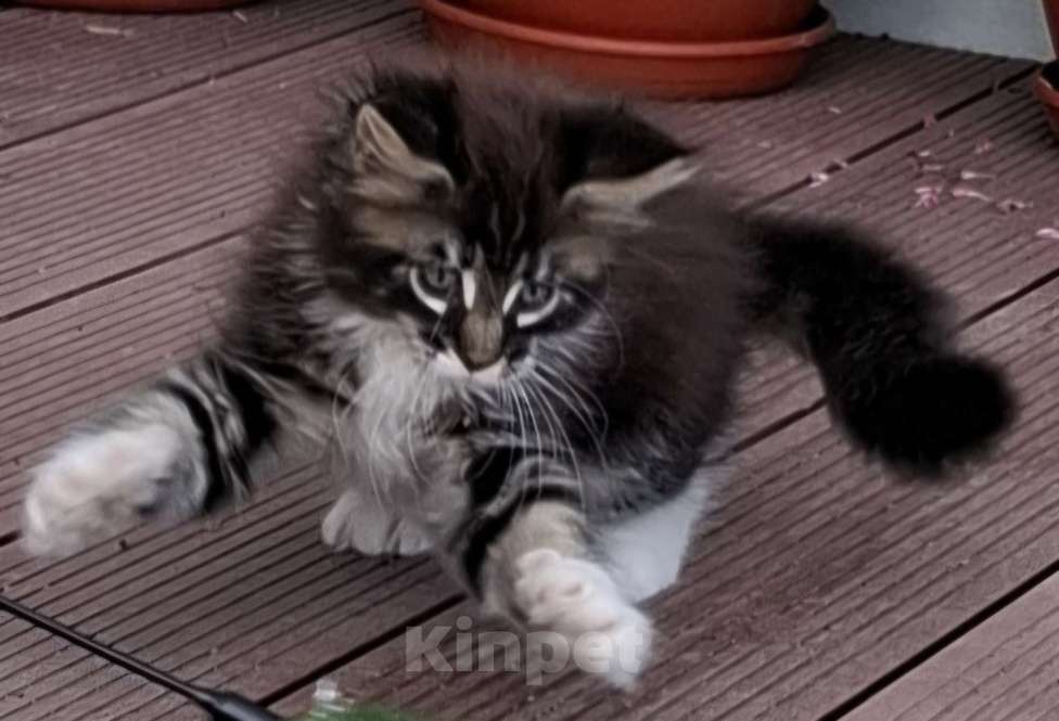 Кошки в других городах Ленинградской области: Весёлый ласковый мальчик мейн кун Мальчик, 45 000 руб. - фото 3