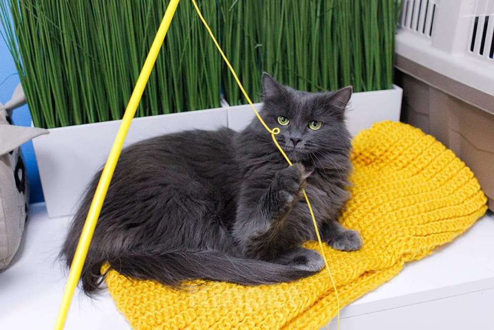 Кошки в Москве: Зеленоглазая нибелунг Гренни в добрые руки Девочка, Бесплатно - фото 3