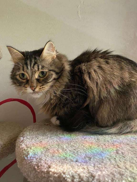 Кошки в Москве: Пушистая кошка в добрые руки Девочка, Бесплатно - фото 4