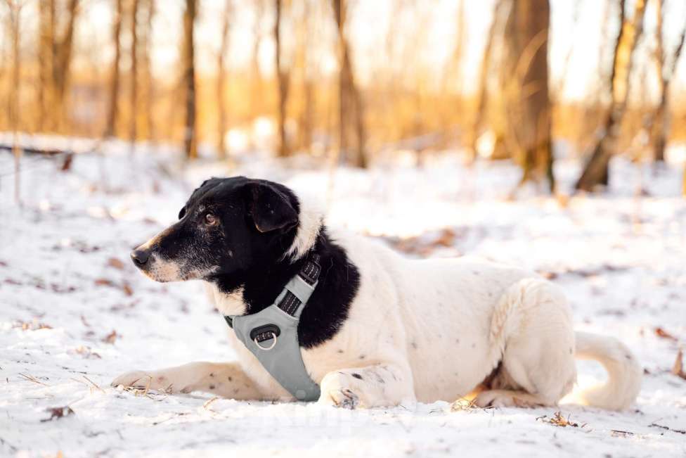 Собаки в Москве: Долли Девочка, Бесплатно - фото 8