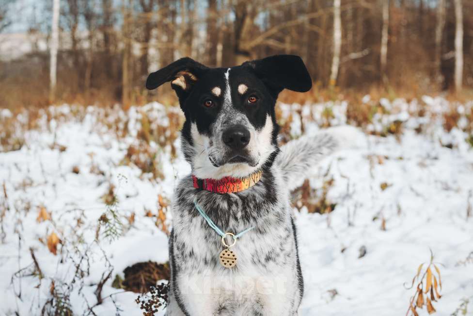 Собаки в Москве: Невероятный Любимчик ищет дом Мальчик, Бесплатно - фото 2