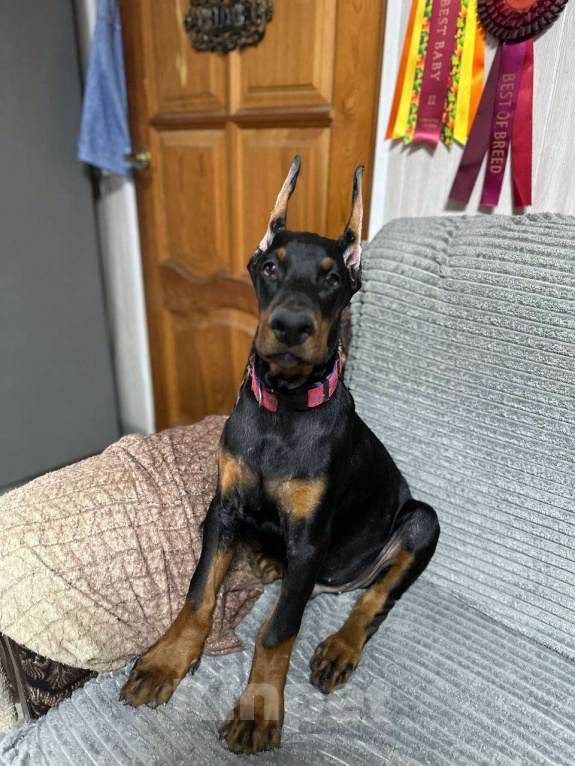 Собаки в Клине: Кобель 3,5 мес. Мальчик, 90 000 руб. - фото 6