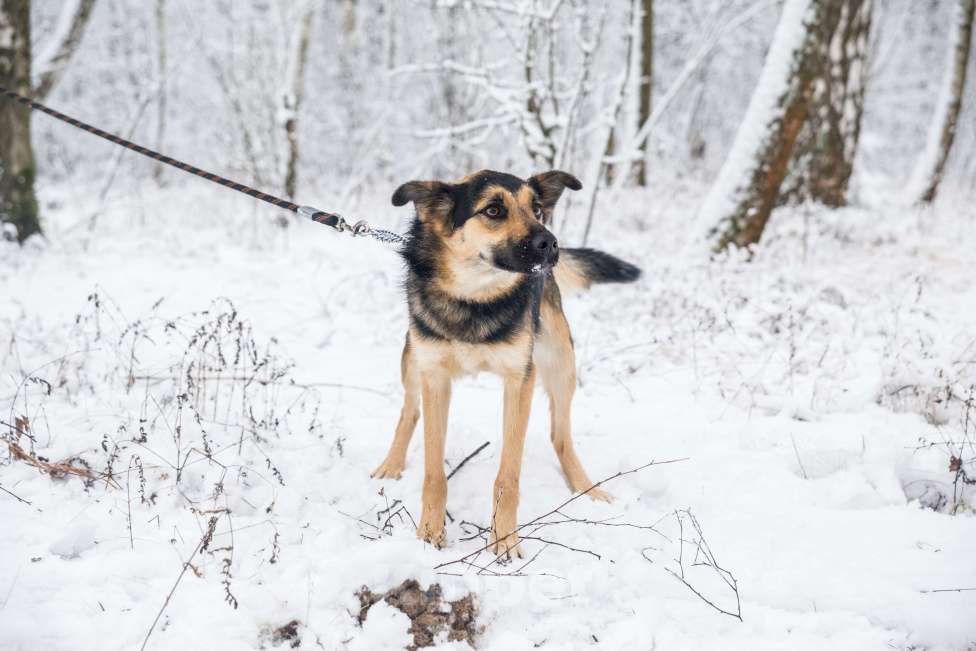 Собаки в Москве: Хочет Вас обнять, а Вас нет Девочка, Бесплатно - фото 3