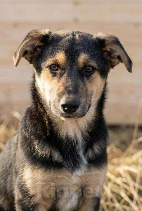 Собаки в Москве: Кира и Миша, ласковые умные щенки-подростки ищут дом Мальчик, Бесплатно - фото 2