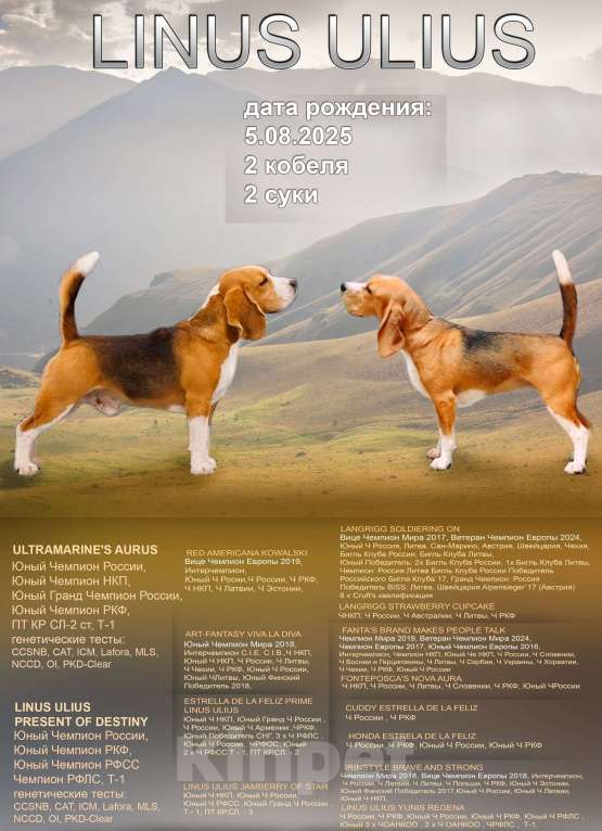 Собаки в Москве: Щенки бигля ркф Мальчик, 80 000 руб. - фото 2