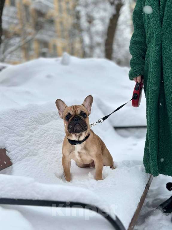 Собаки в Москве: Палевый мальчик Мальчик, 50 000 руб. - фото 5