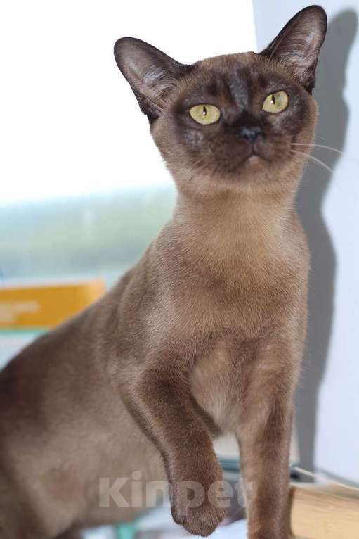 Кошки в Москве:  Бурма соболиная кошечка  Девочка, 40 000 руб. - фото 3