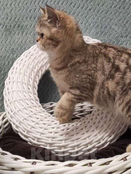 Кошки в Москве: Шотландская кошечка Лола Девочка, 10 000 руб. - фото 2