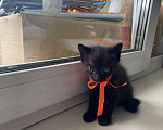 Кошки в Иркутске: одам в добрые руки  Мальчик, 1 руб. - фото 5
